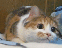 What a terrible GEPT Exam for me